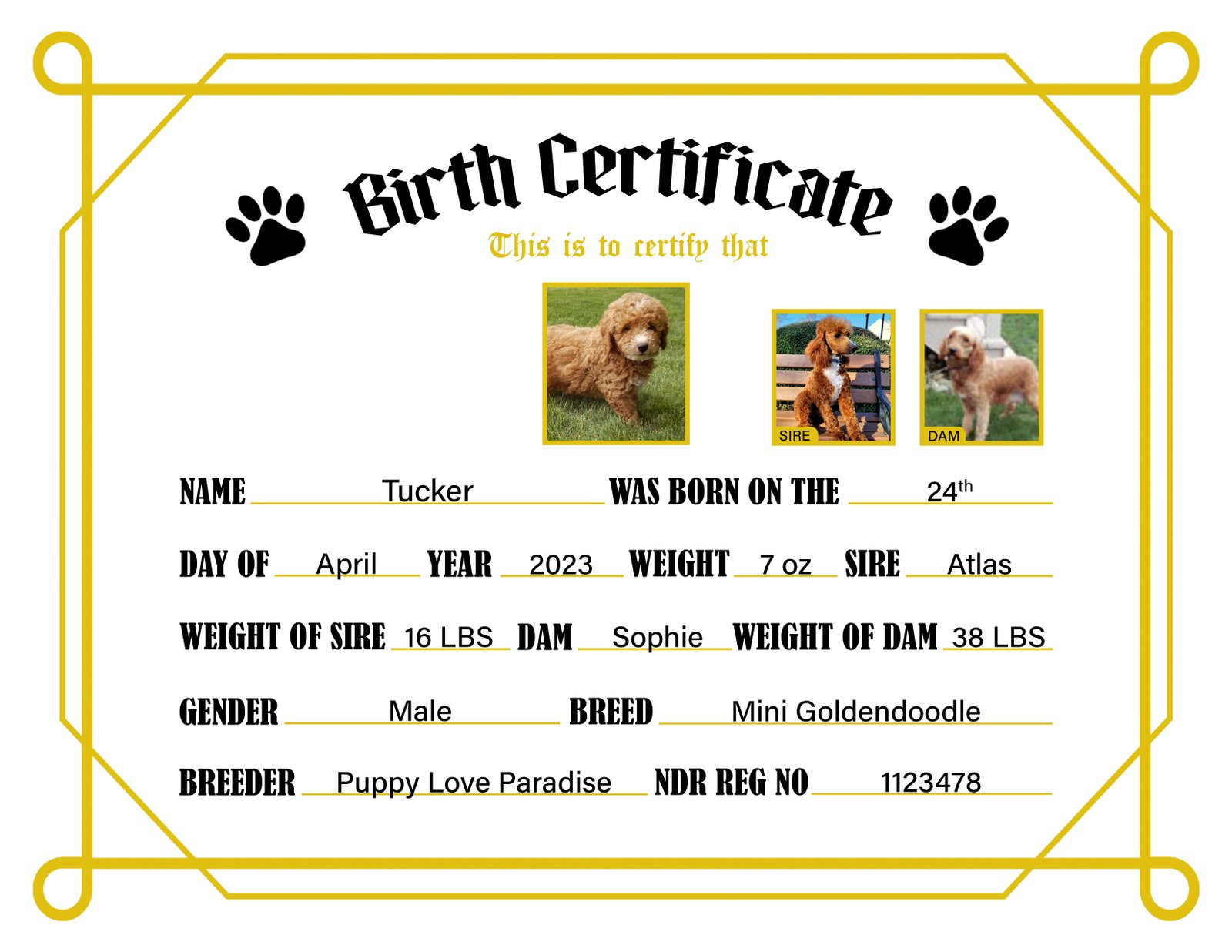 Lost Dog Finder Service
