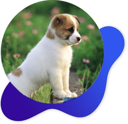 Unique Pet ID Creation