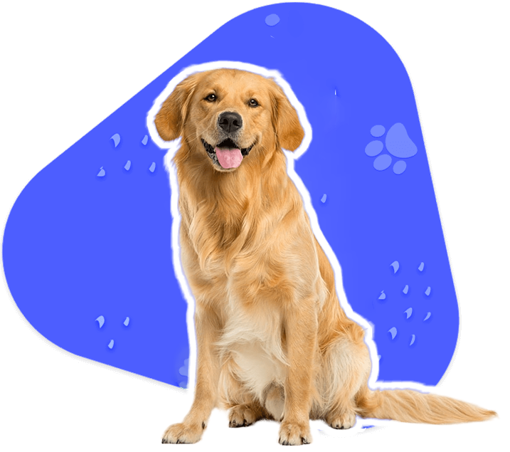 Custom Pet ID Services