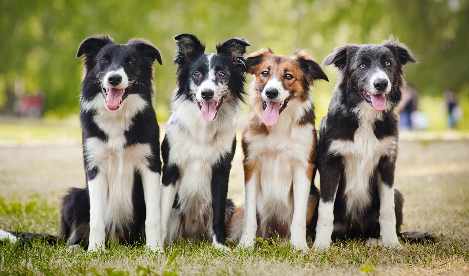 Lost Dog Finder Service