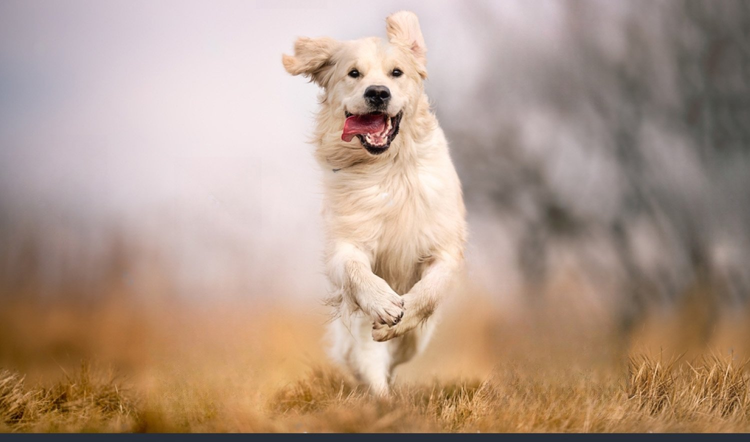 Lost Dog Recovery Service
